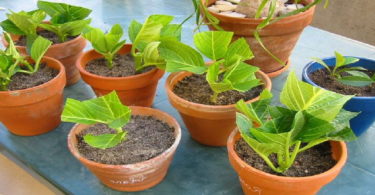 So schneiden Sie Hortensien in 4 Schritten