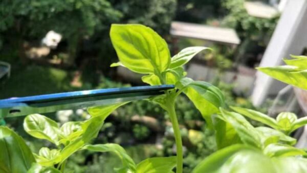 So stellen Sie die Basilikumpflanzung sicher: idealer Zeitpunkt, Standort und richtige Pflege.