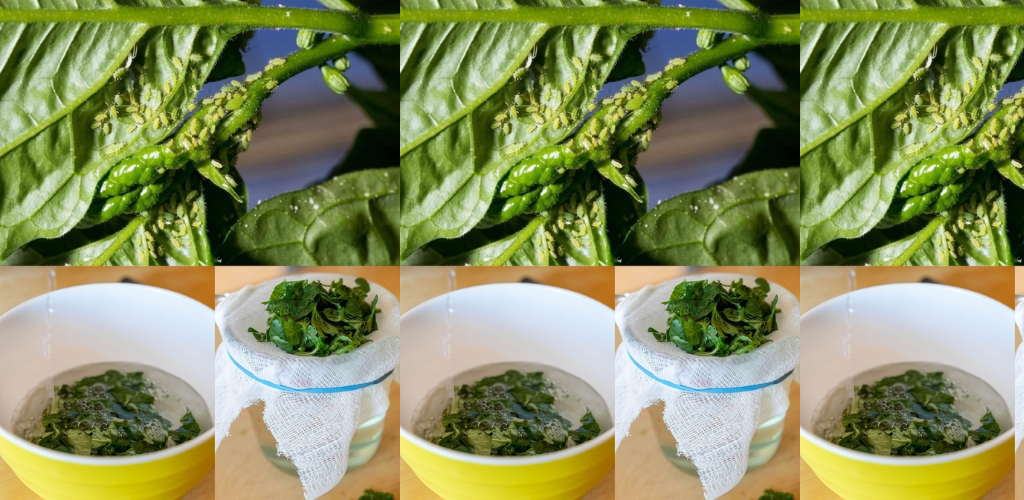 So stellen Sie selbstgemachte Sprays her: Tomatenblattspray zur Bekämpfung von Blattläusen