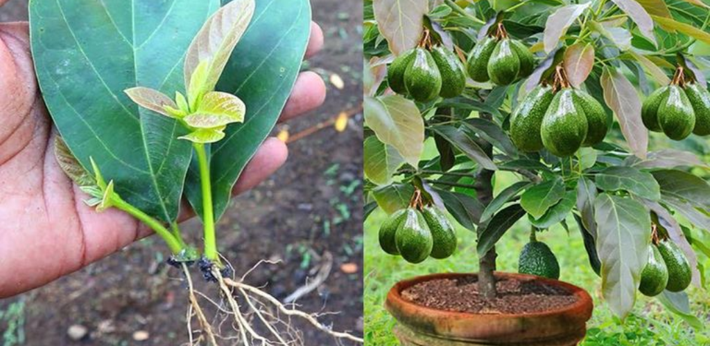 So vermehren Sie Avocadobäume aus Blättern