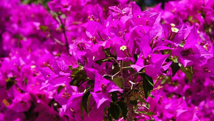 Bougainvillea in Blüte