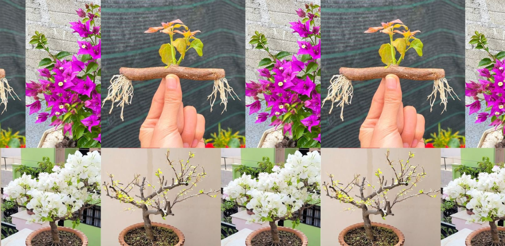 So vermehren Sie Bougainvillea-Zweige auf einem Balkon oder Garten: die narrensichere Methode