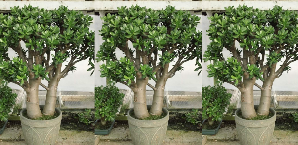 So vermehren Sie Jade-Pflanzenstecklinge in Wasser und Erde