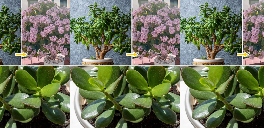 So vermehren Sie Jadepflanzen aus Stängel- oder Blattstecklingen