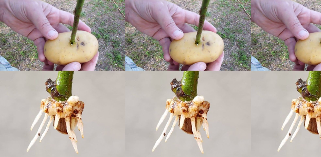 So vermehren Sie Rosen mit Kartoffeln für eine schnelle Wurzelbildung | Rosen in Kartoffeln anbauen