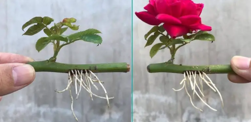 So vermehren Sie Rosen mit einem Wasserglas: Blühen in wenigen Tagen