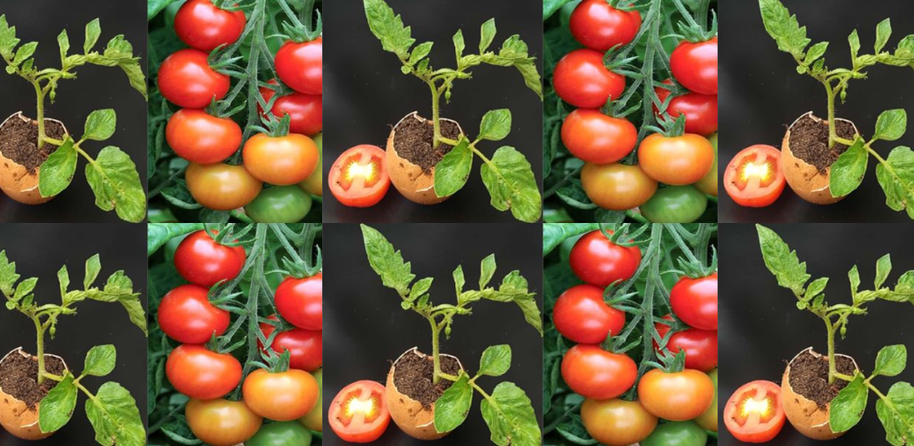 So vermehren Sie eine Tomatenpflanze