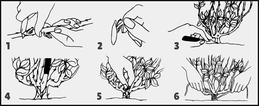 Rosentransplantation