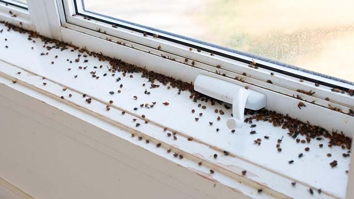 Wie man im zeitigen Frühjahr mit Essig Insekten fernhält 4 Fensterinsekten