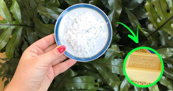 So verwenden Sie Marseiller Seife als natürliches Insektizid!