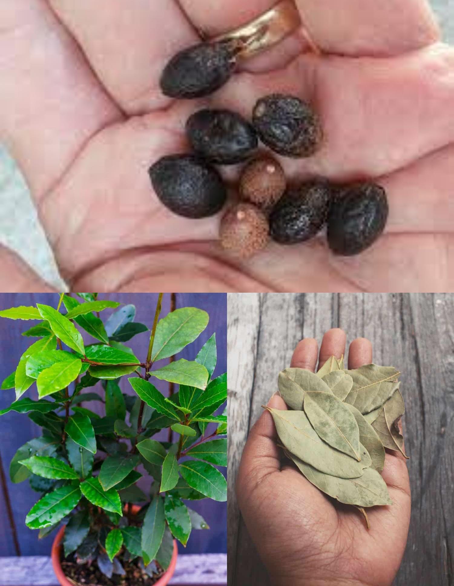 So wachsen Sie einen Bay Leaf Tree in einem Topf