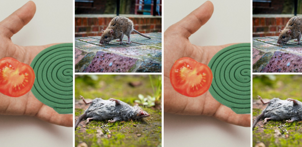 So werden Sie Mäuse zu Hause schnell los