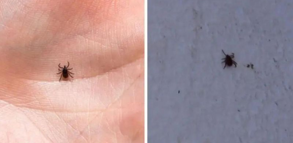 So werden Sie Zecken und Flöhe in Haus und Garten los