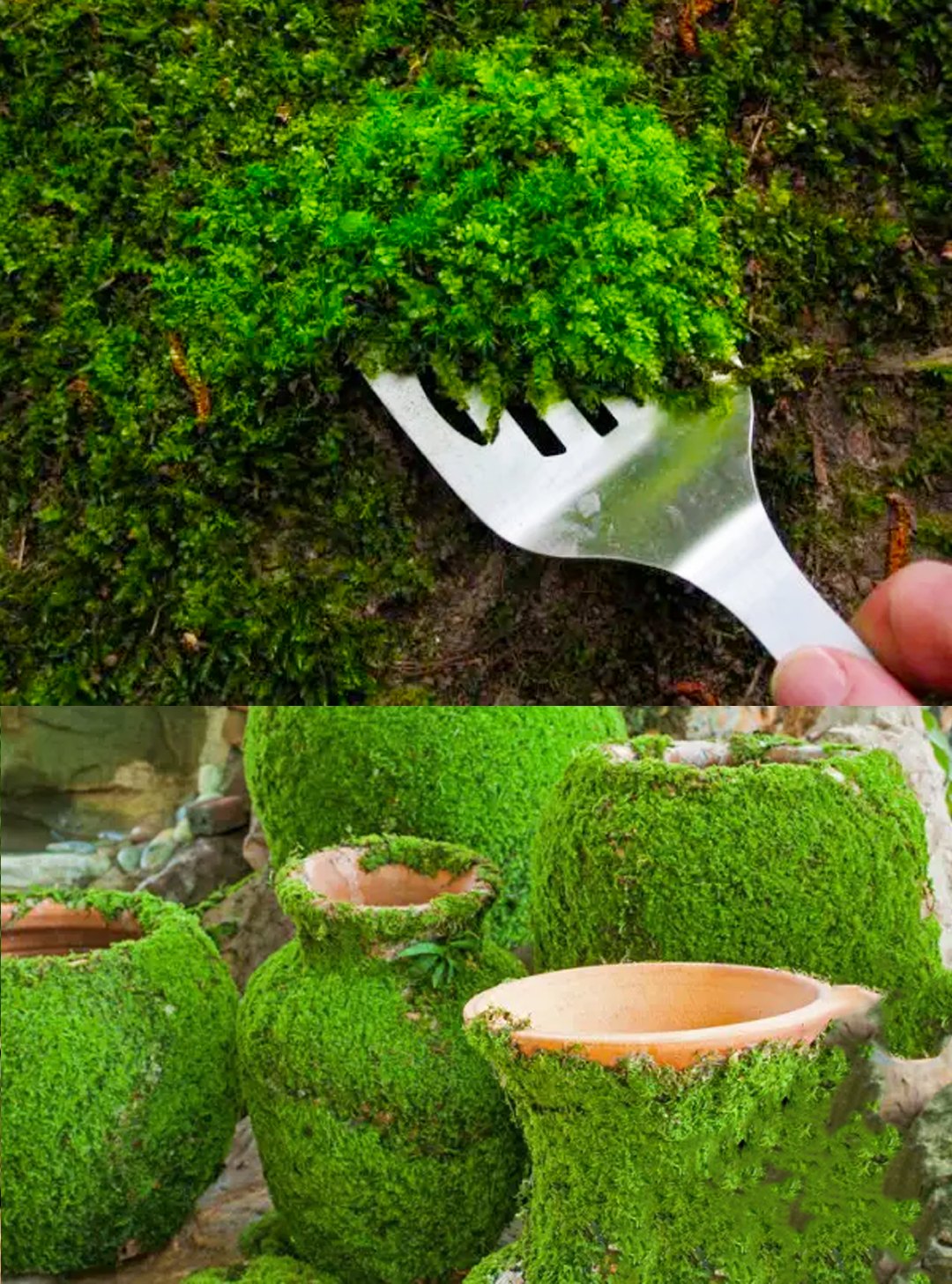 So züchten Sie Ihr eigenes Moos zu Hause: Eine Schritt-für-Schritt-Anleitung