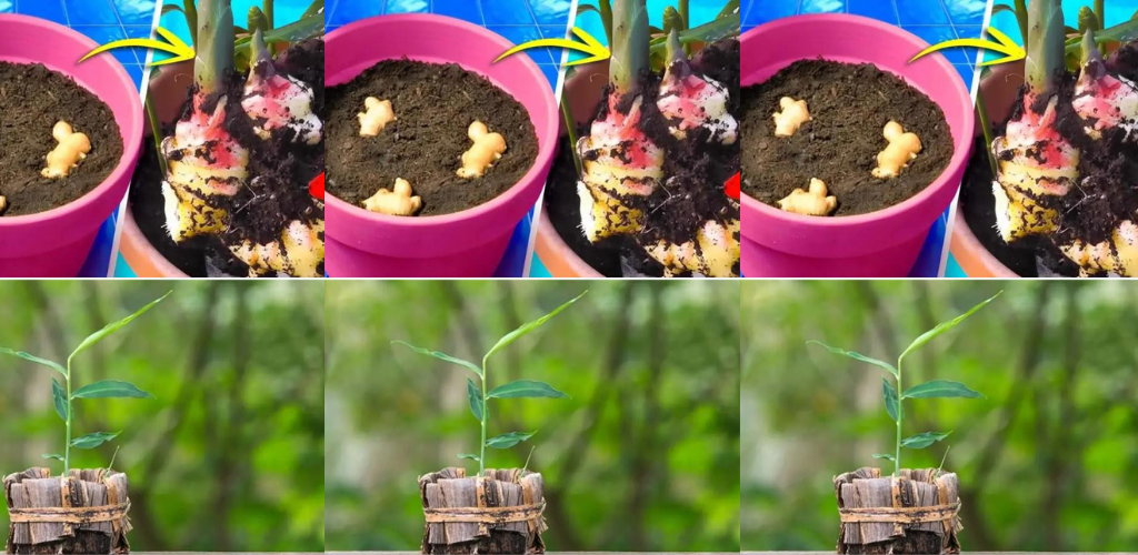 So züchten Sie eine Ingwerpflanze, egal wo Sie leben