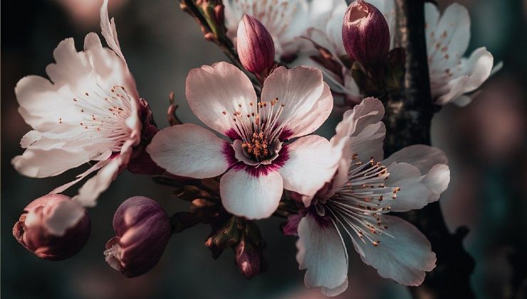 Kirschbaum Kirschbaum