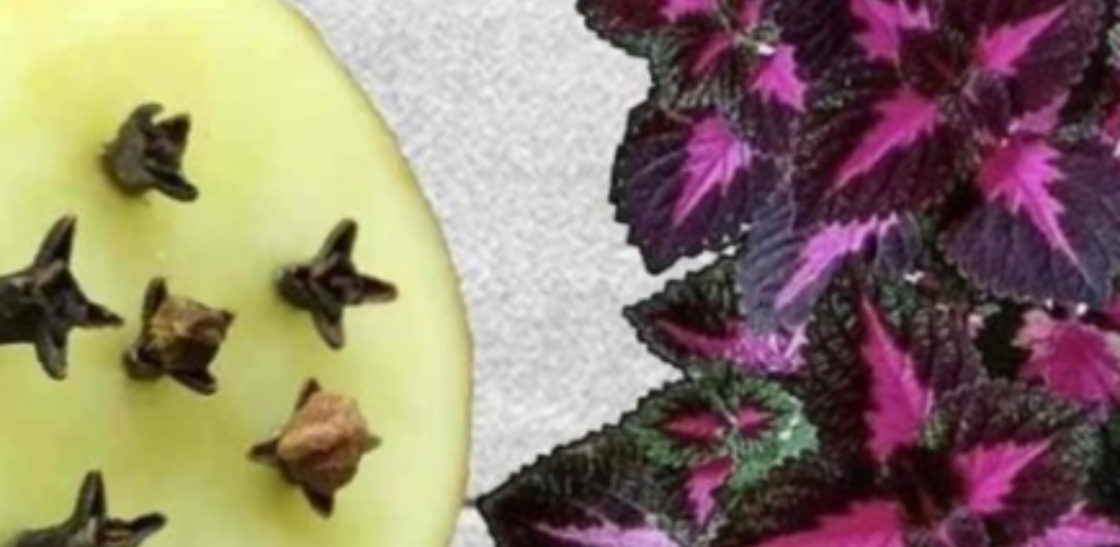 Sobald Sie diesen natürlichen Dünger entdeckt haben, werden Sie ihn nie wieder im Handel kaufen