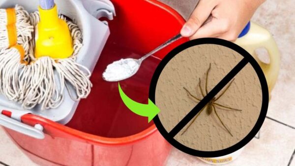 Spinnen im Haus, werfen Sie das auf den Boden: In Sekundenschnelle sind sie weg