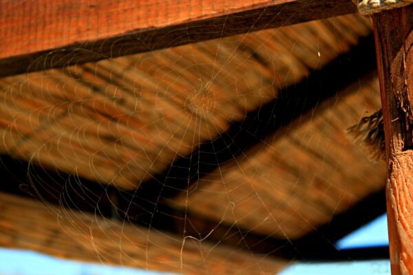 Spinnweben im Haus: 6 effektive Möglichkeiten, sie zu vermeiden!