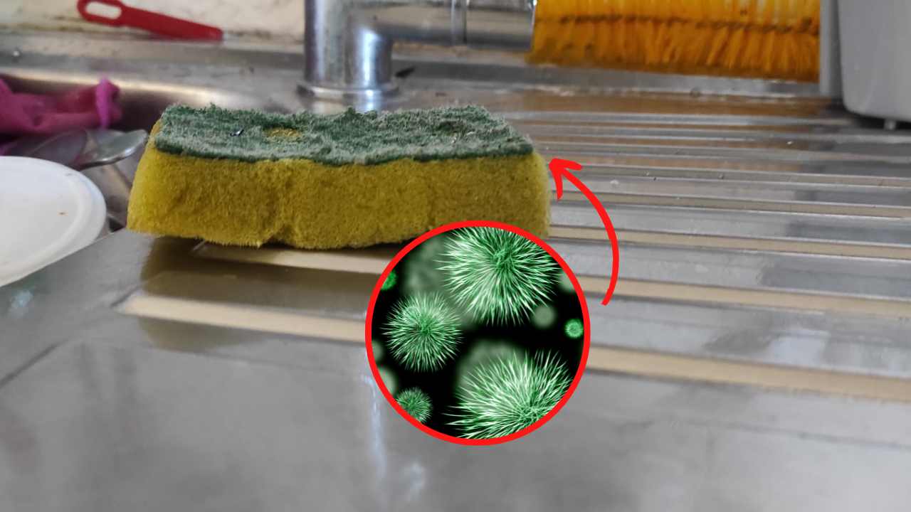 Spülschwämme sind voller Bakterien