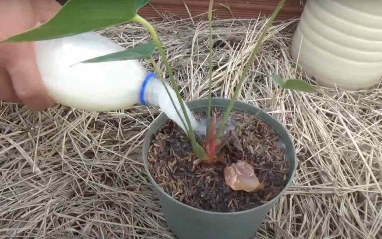 Starker hausgemachter Dünger, mit 2 Zutaten erwecken Sie alle Pflanzen zu neuem Leben.