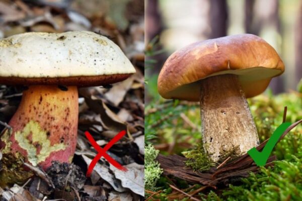 Steinpilze: Woran man den giftigen erkennt. Seien Sie wirklich vorsichtig!