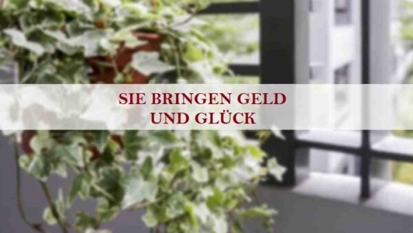 Stellen Sie sicher, dass Sie diese Pflanzen in Ihrem Zuhause haben – sie bringen Geld, Gesundheit und Glück