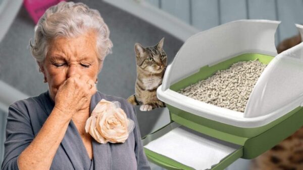 Stinkendes Katzenstreu, wie man es in 5 Minuten repariert: Üble Gerüche verschwinden sofort