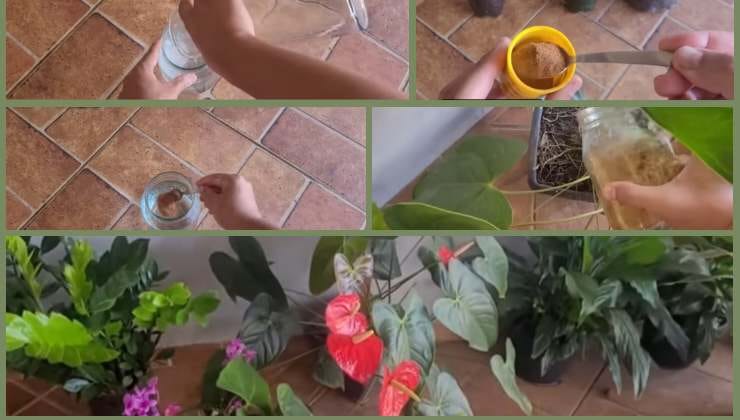 Wie man mit Zimt einen natürlichen Dünger herstellt Wie man mit Zimt einen natürlichen Dünger herstellt