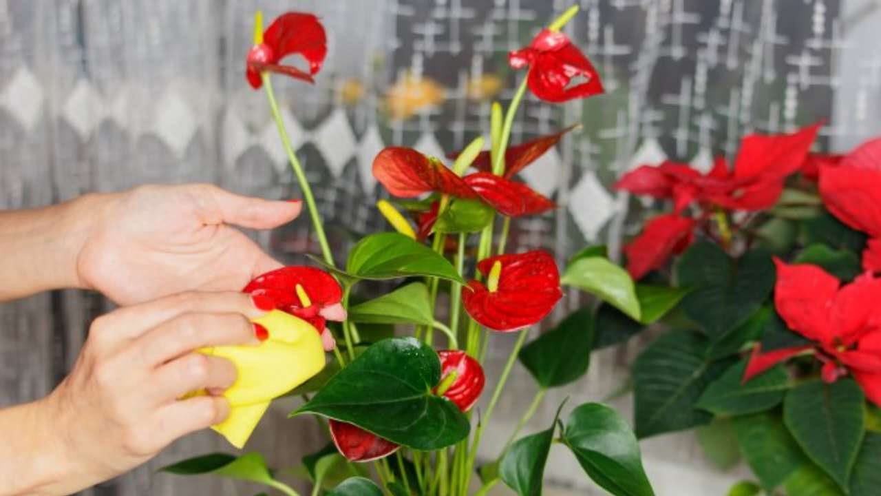 Anthurium super blühend mit Wasseranbau