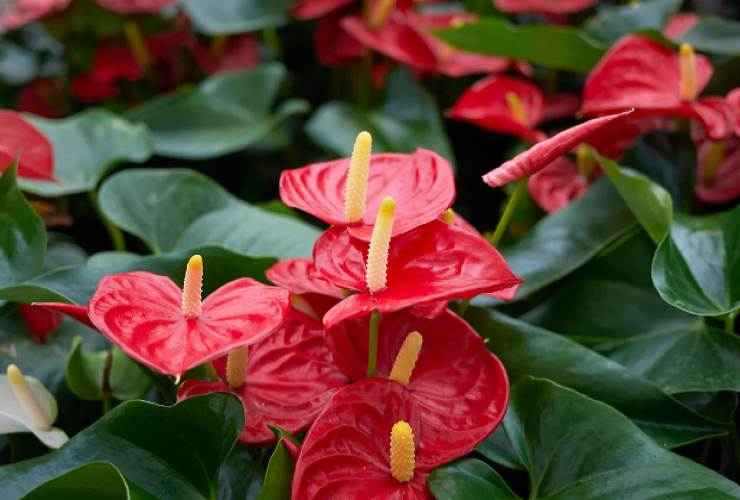 Anthurium