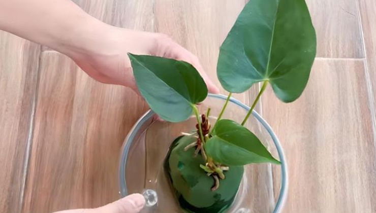 Kultivierung im Wasser für ein super blühendes Anthurium