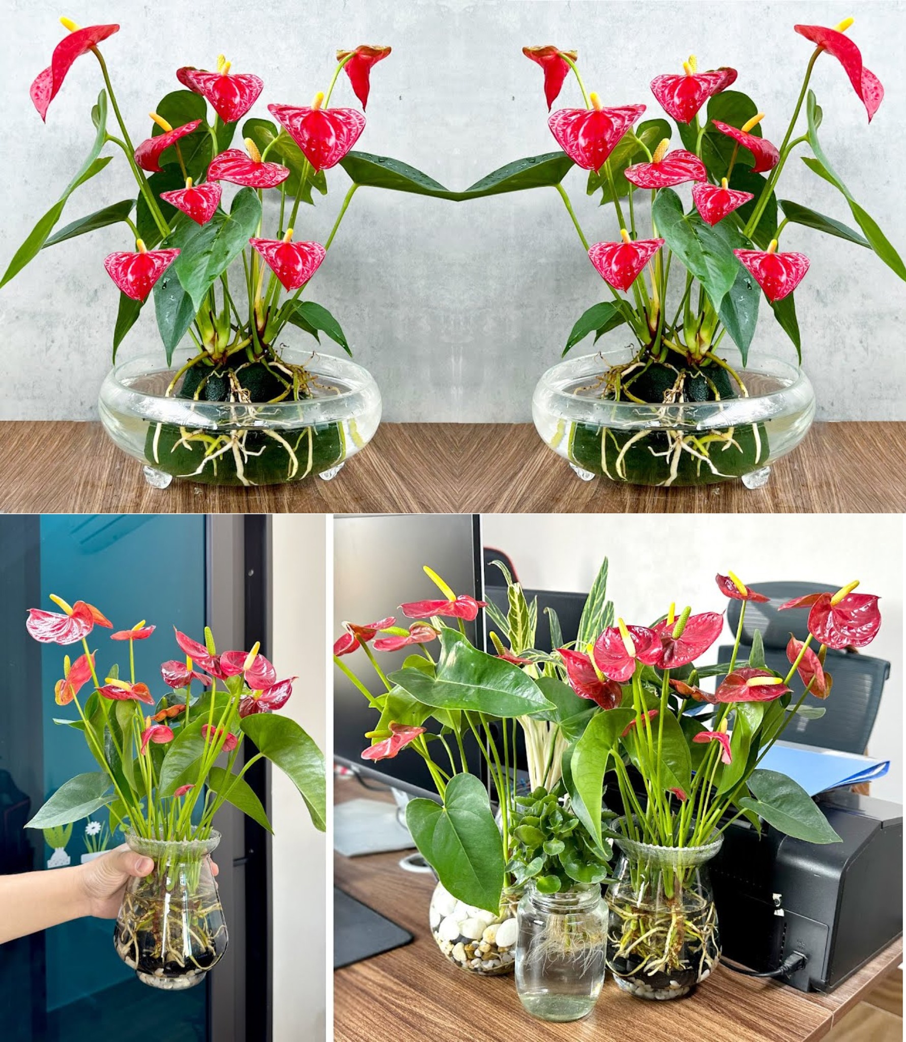 Super blühendes Anthurium: Wie man es in Wasser anbaut, wenn man es jahrelang üppig haben möchte