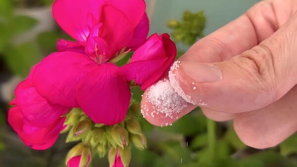 Super üppige Geranien und Veilchen mit diesem Naturheilmittel zum Nulltarif