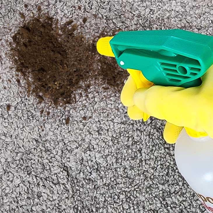 Fleckenentferner auf Teppich auftragen