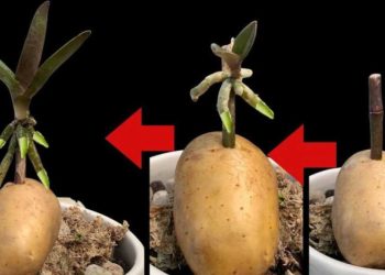 Thriving Secrets: Vermehre deine Orchideen endlos mit einem überraschenden Trick mit einer Kartoffel!