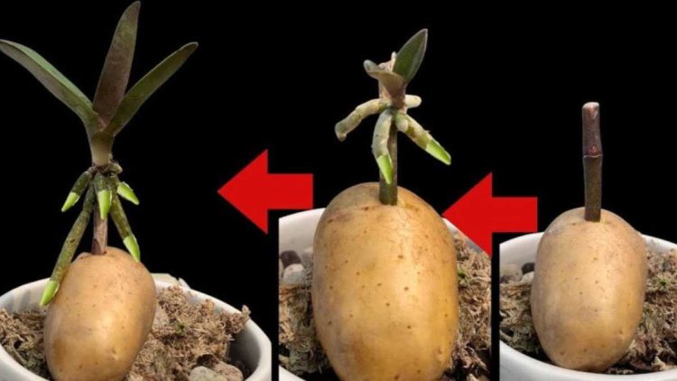 Thriving Secrets: Vermehre deine Orchideen endlos mit einem überraschenden Trick mit einer Kartoffel!