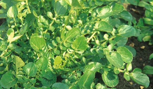 Tipps für den Anbau von Gartenkresse in Ihrem Gemüsegarten