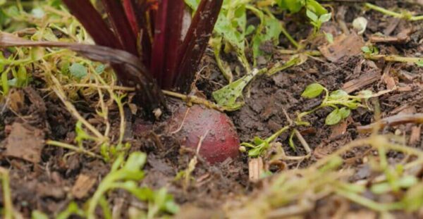 Tipps zum Pflanzen von 16 Gemüsesorten im März im Freien