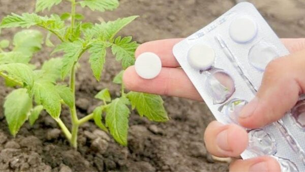 Tomaten, Gurken und Paprika riesig mit nur einer Tablette, hatte noch nie eine solche Ernte