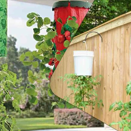 Tomaten anbauen: Warum sollten Sie sich für die umgekehrte Technik interessieren?