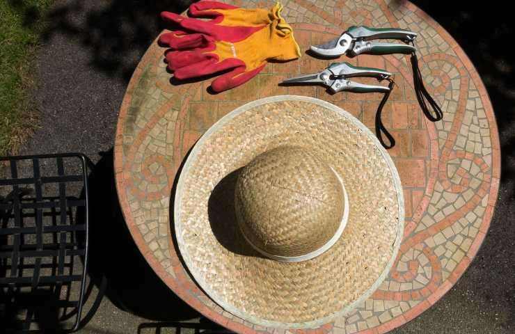 wie man Tomaten beschneidet