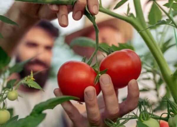 Tomaten im Topf anbauen: Tipps, Tricks
