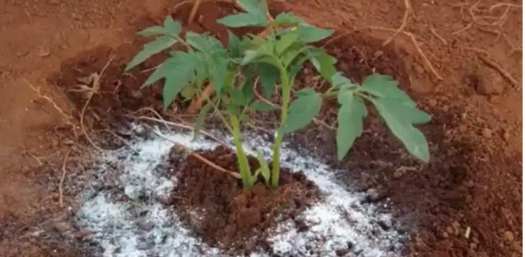 Tragen Sie es auf Ihre Pflanzen auf: Schnelle und üppige Blüte