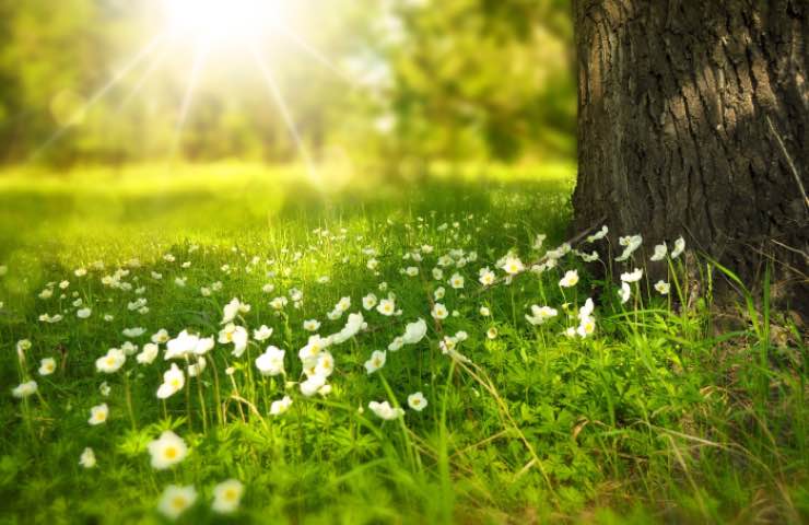 Immer grüner Rasen, wie man ihn hat