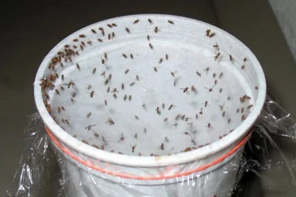 Töten Sie mit dieser kraftvollen Mischung alle Kakerlaken, Fliegen und Mücken in 1 Stunde!