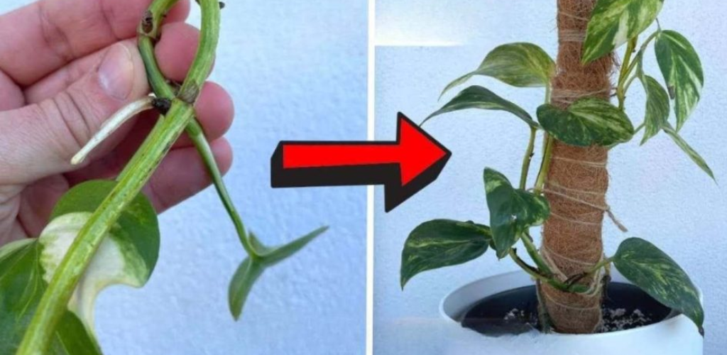 Tun Sie dies einmal pro Woche und Ihre Pothos werden spektakulär wachsen.