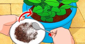 Um schöne und üppige Pflanzen zu haben, benötigen Sie nur diese beiden geheimen Zutaten