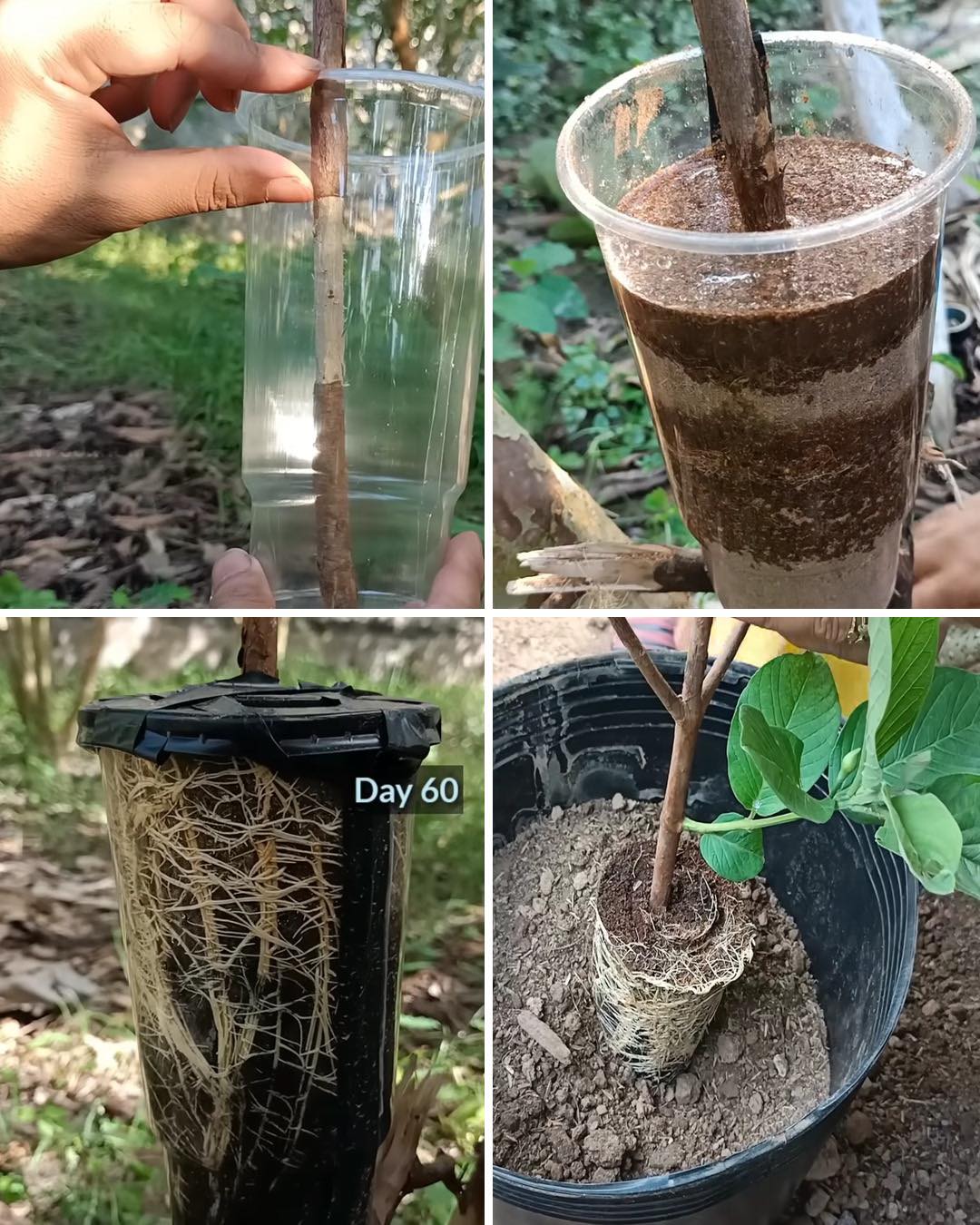 Una guida passo passo per propagare le piante di guava attraverso la stratificazione dell&rsquo;aria