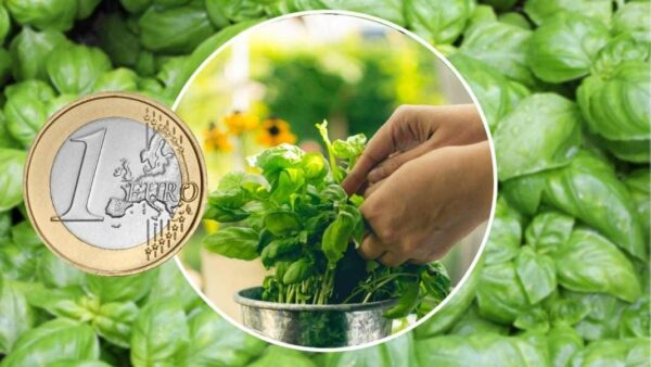Unendlich Basilikum zum Nulltarif, der Trick des Gärtners: reproduzieren ohne 1€ auszugeben